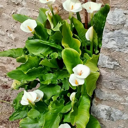 Pensión Maison Le Calle