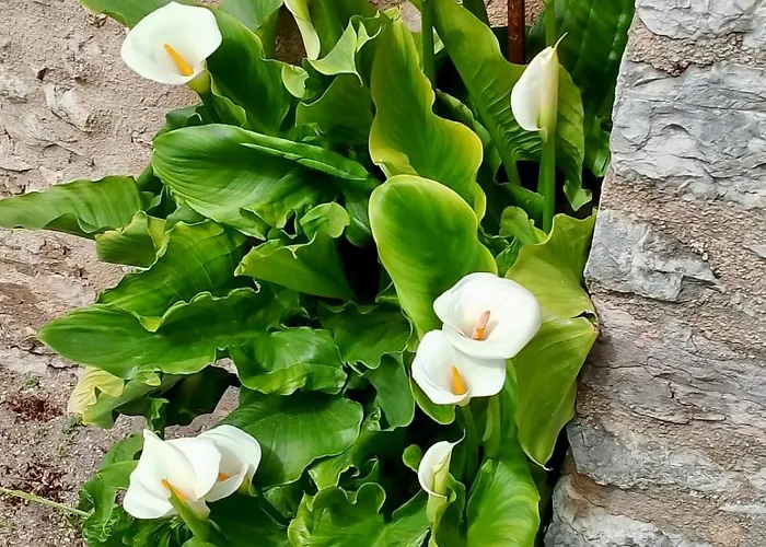 Maison d'hôtes Maison Le Calle